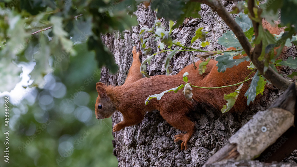 ein Eichhörnchen an einem Baum mit einer Erdnuss ein Eichhörnchen an einem Baum mit einer Erdnuss