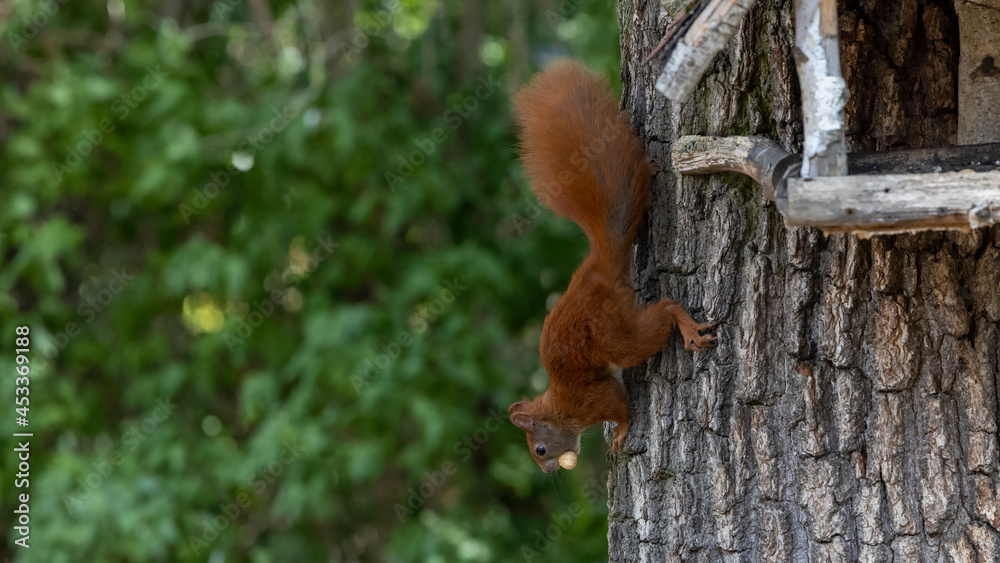 ein Eichhörnchen an einem Baum mit einer Erdnuss