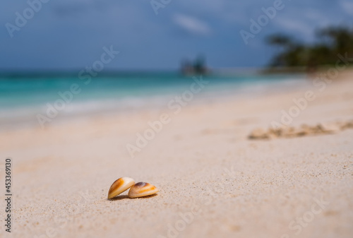 Sea scallops shell on a beach with space for text, ocean on bacground. Maldives, july 2021. Crossroads Maldives.