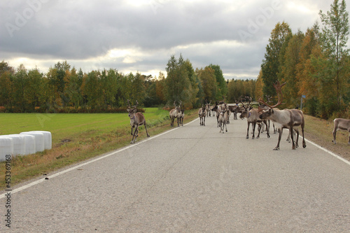 Reindeers on the road