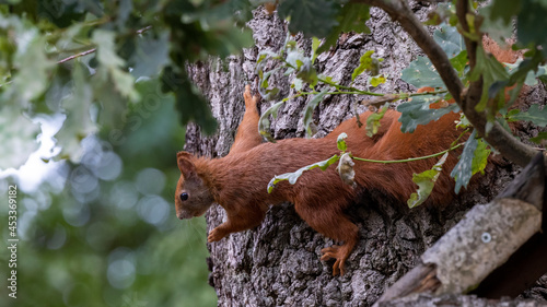 ein Eichhörnchen an einem Baum mit einer Erdnuss