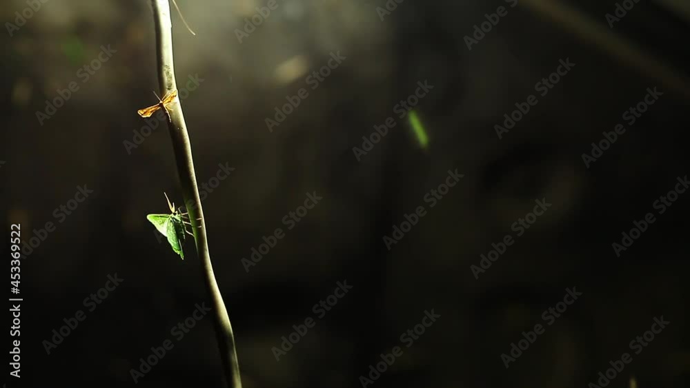 Flying Midges, Mosquitoes on Street Lamps at night time. A flock of midges circles around the lanterns under the illuminated bridge. Insects, moths, flying into the light at night. Close up.