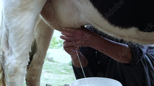 Amazing milk cows. Cows, milk concepts photo