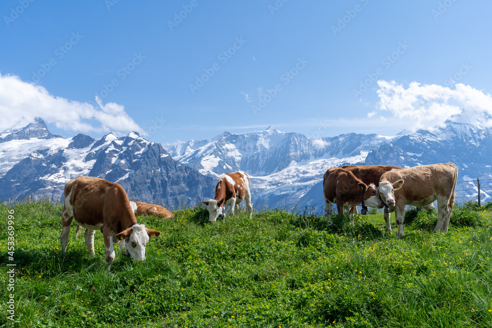 un troupeau de vaches qui broutent les pâturages avec une chaine de montagne arrière plan un troupeau de vaches qui broutent les pâturages avec une chaine de montagne arrière plan