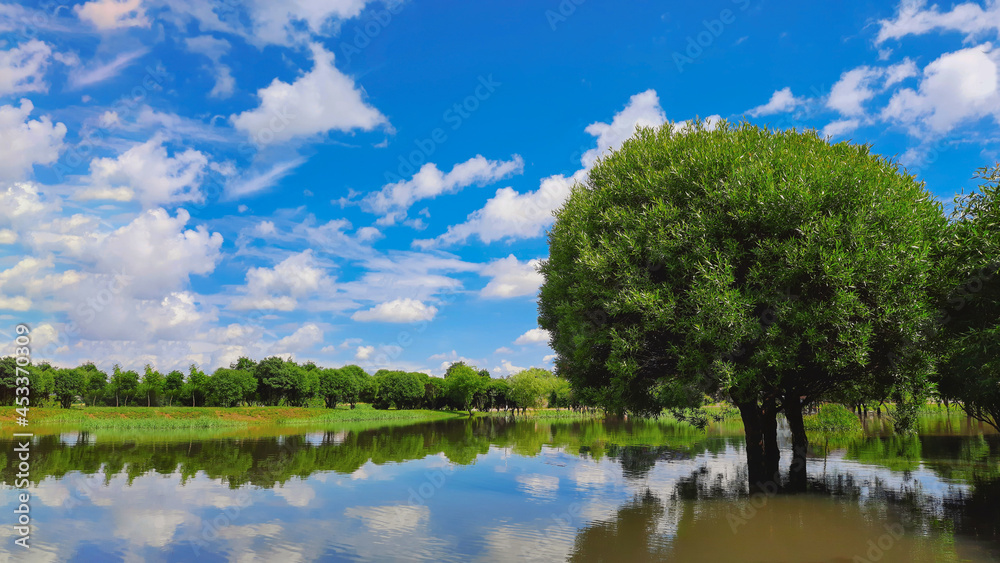 Natural landscape for TV screensavers. A beautiful exotic tree standing in the water. blue sky with white clouds. Ecological concept of green lifestyle.