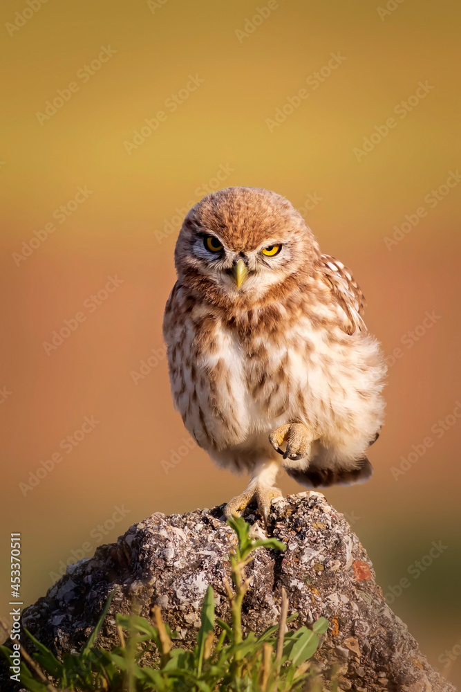 Little owl. Colorful nature background. Athene noctua. Little owl. Colorful nature background. Athene noctua.