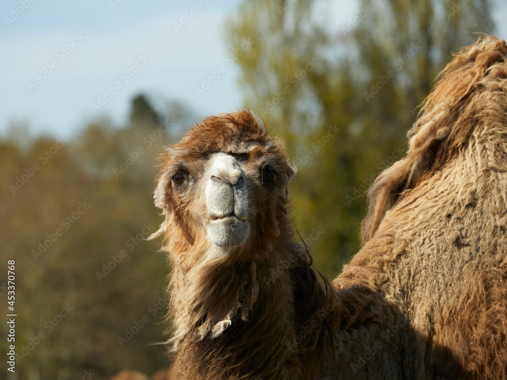 Fototapeta premium Camelus bactrianus