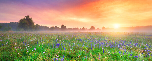 Fotobehang Zorgcentrum Mistige zonsopgang boven bloemenveld oranje lucht  © Piotr Krzeslak
