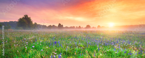 Beautiful foggy sunrise over field of flowers