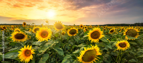 Fotografie Beautiful sunset over sunflower field