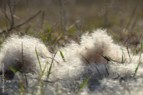 Nature - scenes: clods of delicate fluff among blades of grass, on the blurred background. Translucent fluff of cattail, top-back sunlight, close-up