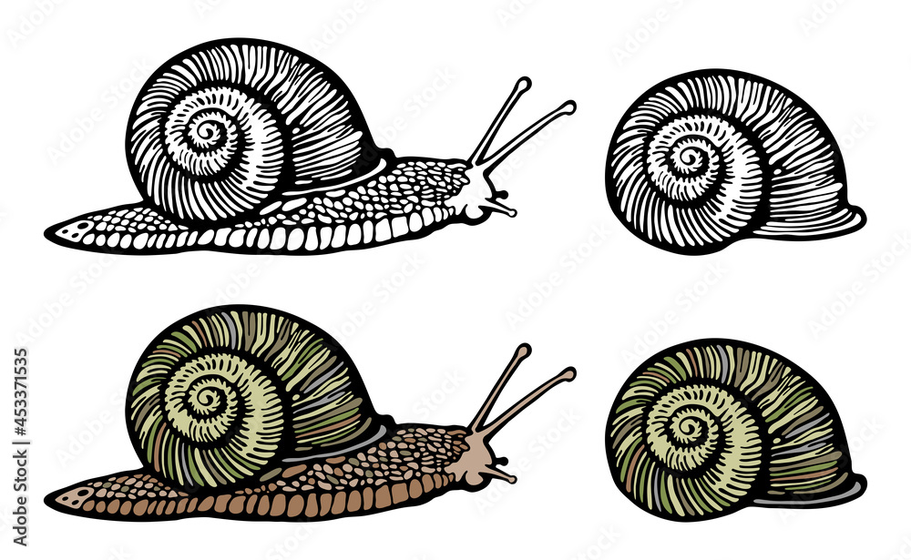 Hand drawn Vector Illustration of Snail 