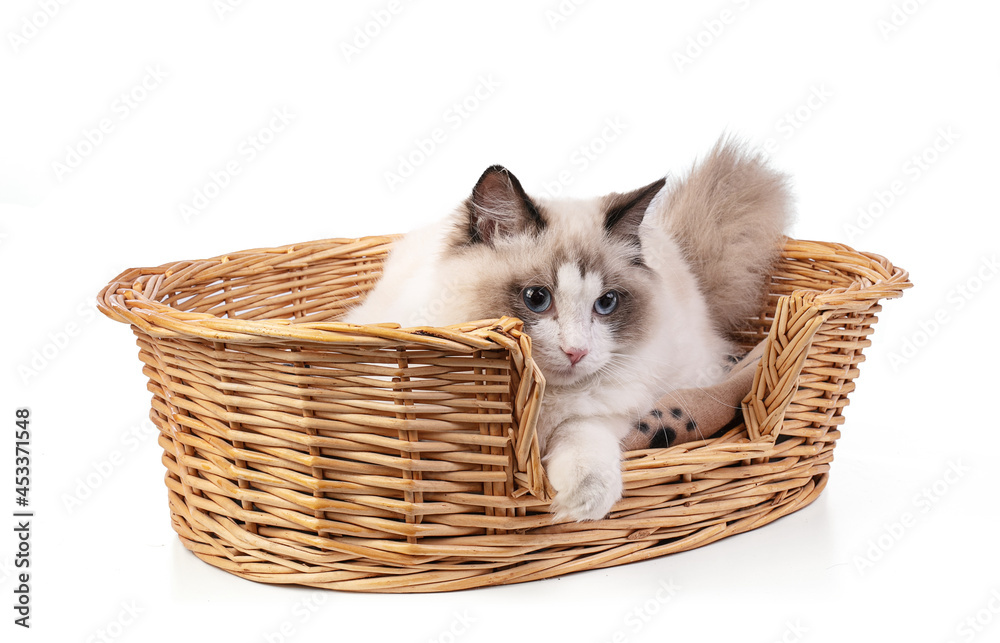 Young ragdoll cat six months old in basket