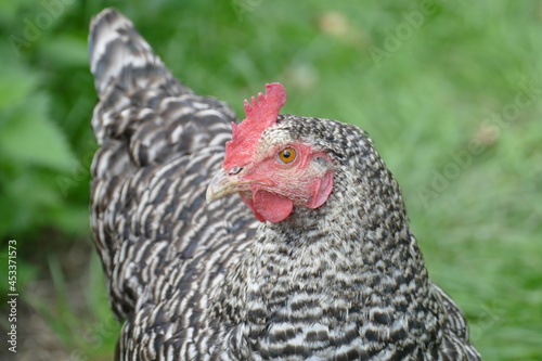 portrait of a young hen free range
