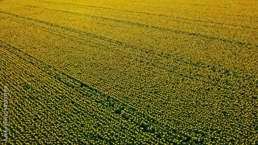 Flying over sunflower fields, Flying over sunflower fields,