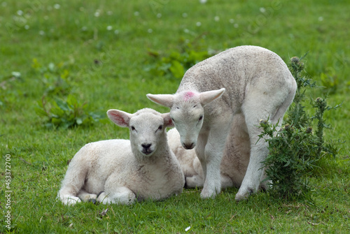 Cute Lambs