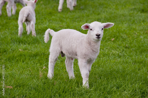 Cute Lambs