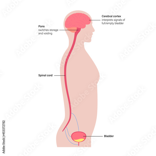 Micturition neural control photo