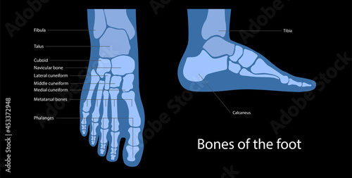 Foot bones anatomy
