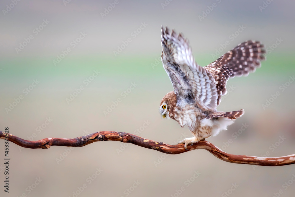 Fototapeta premium Little owl. Colorful nature background. Athene noctua. 