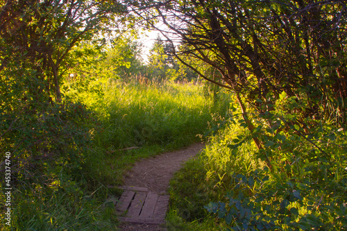 road in the forest