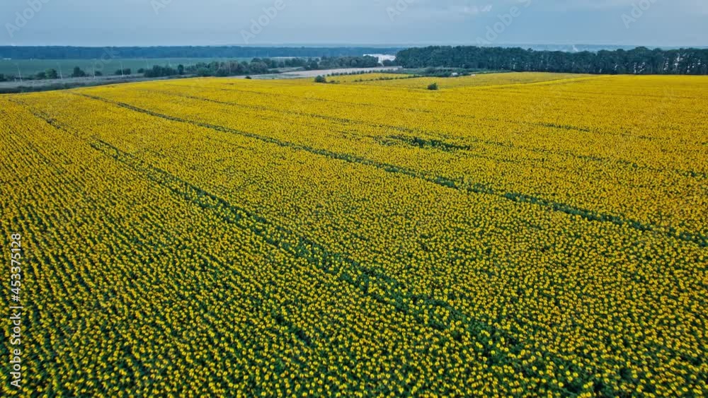 Flying over sunflower fields, Flying over sunflower fields,