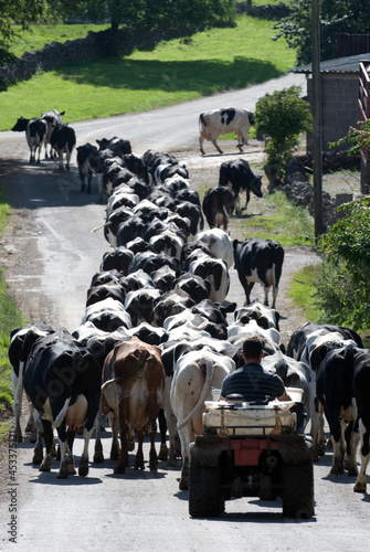 Dairy herd being walked to milking
