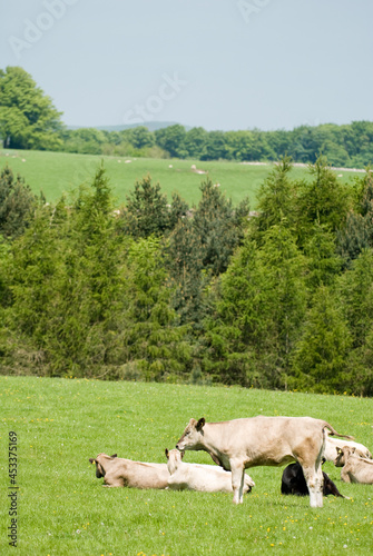 Cows grazing in the Peak District