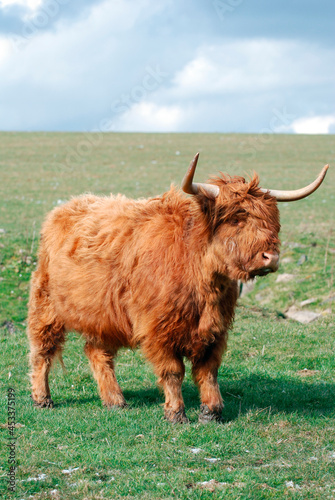 Highland cow 