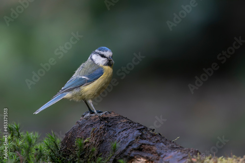 Eurasian Blue Tit (Cyanistes caeruleus) on a branch in a forest of Noord Brabant in the Netherlands. Green background. 
