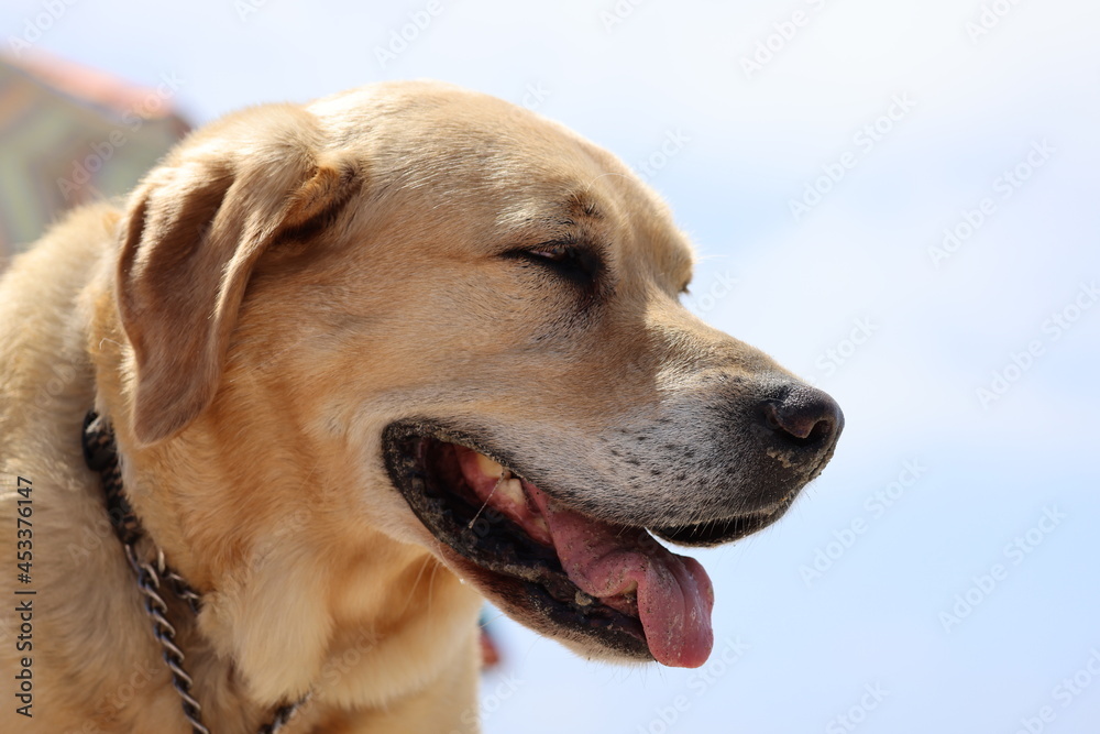golden retriever dog, golden retriever portrait golden retriever dog, golden retriever portrait