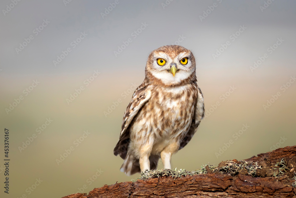 Obraz premium Little owl. Colorful nature background. Athene noctua. 