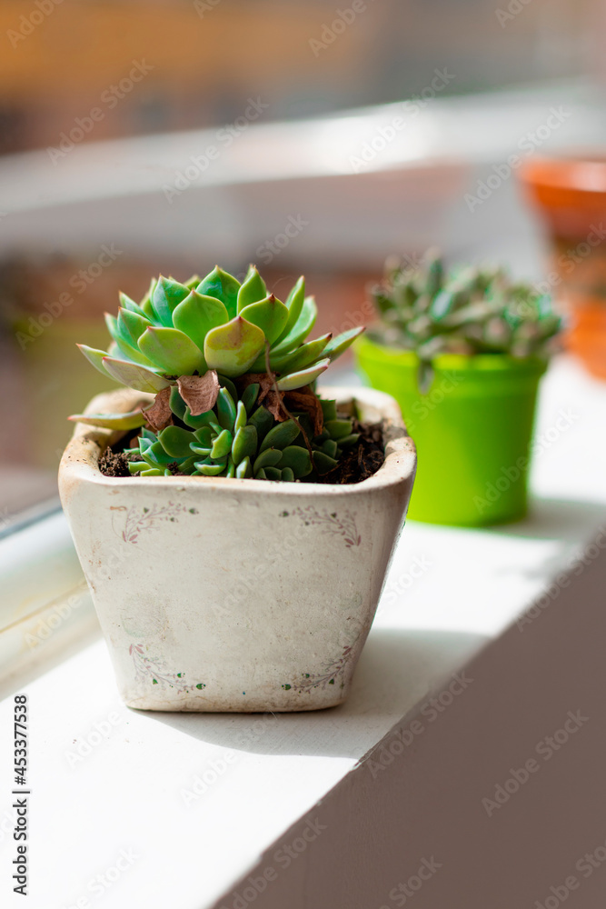 Small decoration flowerpot in a window Small decoration flowerpot in a window