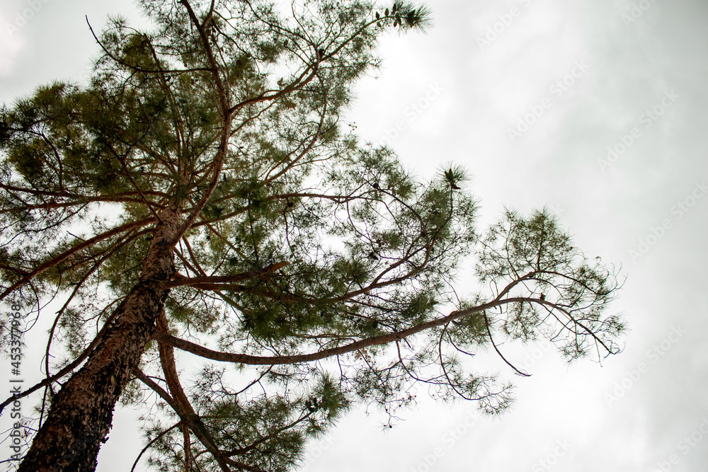 Obraz premium sky and tree