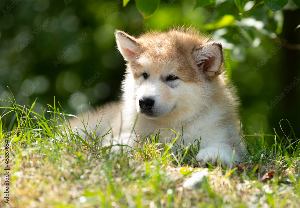 Malamute puppy resting in the park in the sun