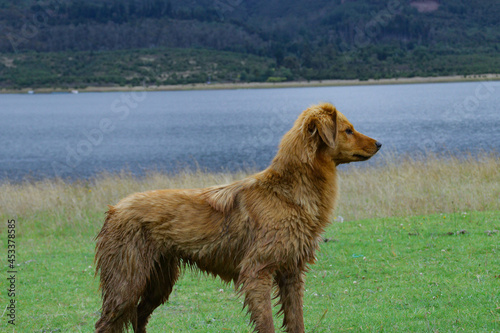 Dog and lake