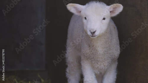Spring lamb resting in the hutch, Ambury farm, Auckland photo