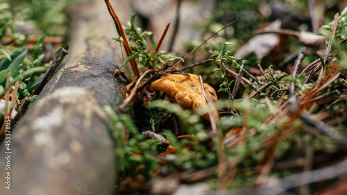 Partially blurred chanterelle mushrooms, growing in moss forest