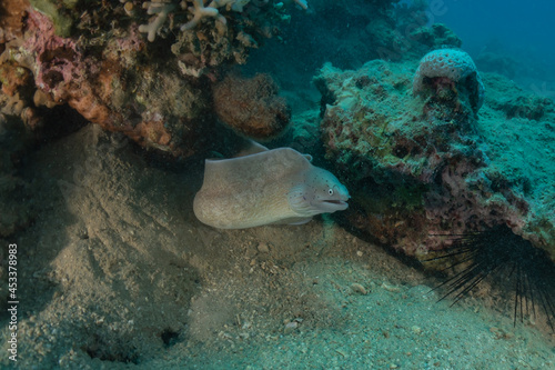 Moray eel Mooray lycodontis undulatus in the Red Sea, Eilat Israel 