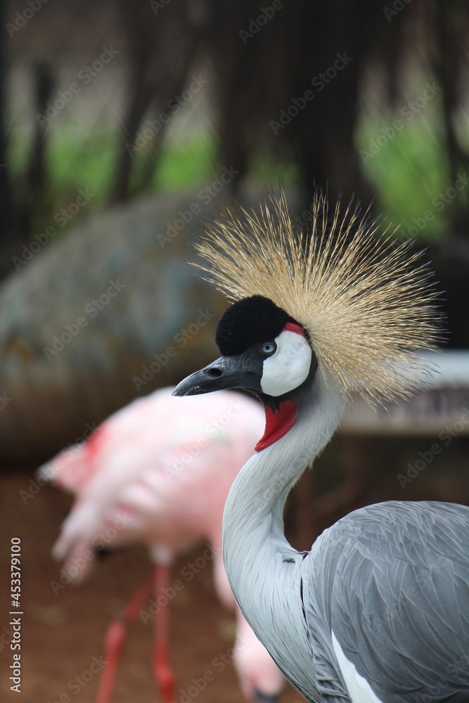 Fototapeta premium focus on the beauty of the crowned crane.