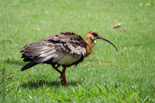 Curicaca bird walking through the green grass.