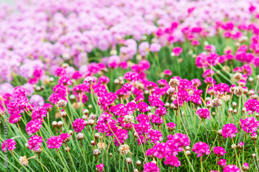 Pink flowers in the town of Bandon, Oregon. Pink flowers in the town of Bandon, Oregon.