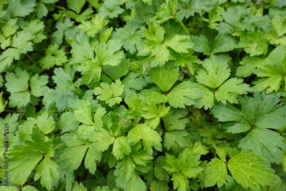 Creeping buttercup is a short perennial plant with bright yellow flowers that shoot up to 24 inches high. Creeping buttercup is a short perennial plant with bright yellow flowers that shoot up to 24 inches high.
