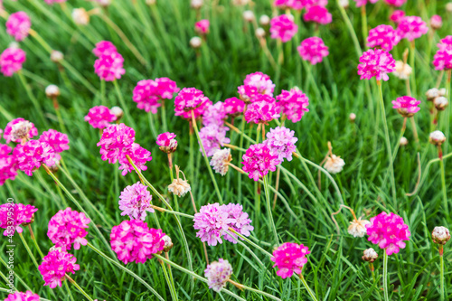 Pink flowers in the town of Bandon  Oregon.