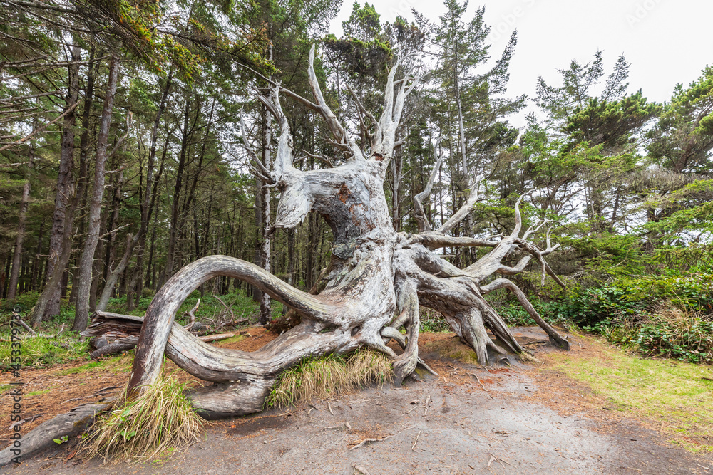 A gnarled and weathered tree on the Oregon coast.