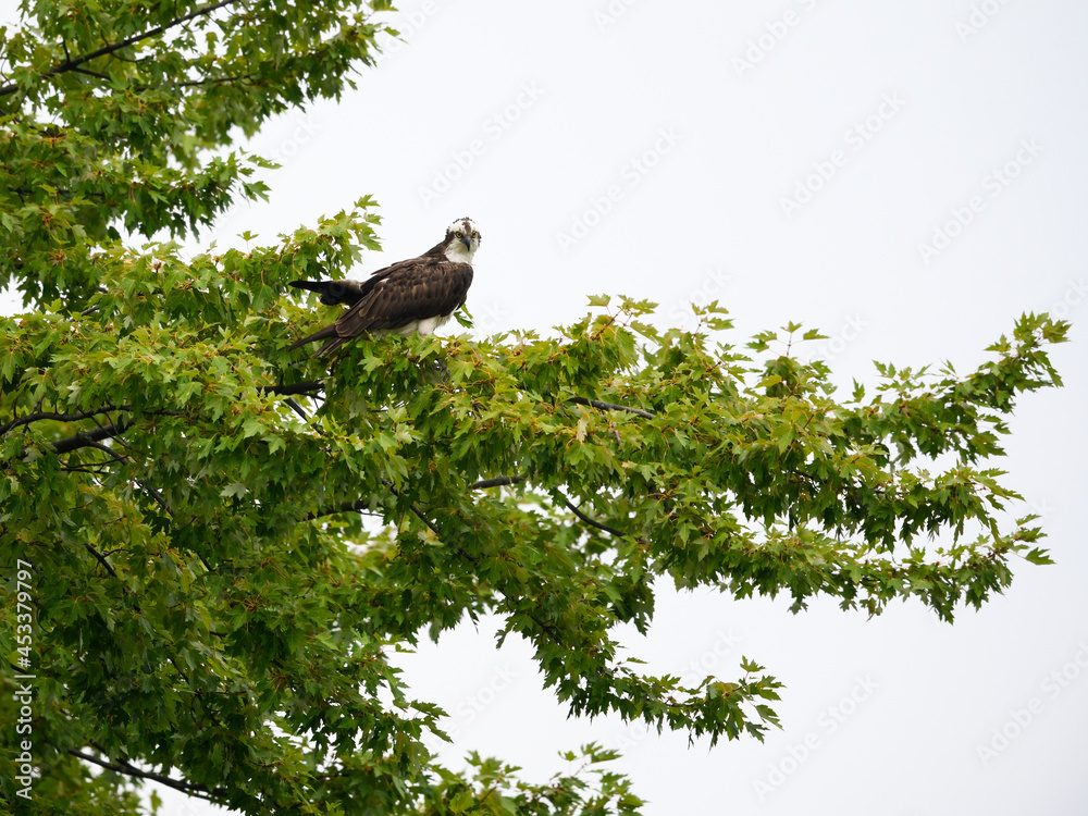 Osprey Sitting on Green Tree Branch in Summer Osprey Sitting on Green Tree Branch in Summer