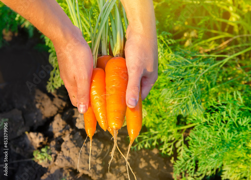 A farmer harvesting carrot on the field. Harvested organic vegetables. Freshly picked carrots in the hands of a farmer. Farming and agriculture. Seasonal work. Selective focus