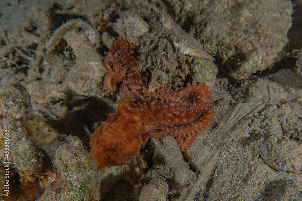 Octopus king of camouflage in the Red Sea, Eilat Israel
Octopus king of camouflage in the Red Sea, Eilat Israel