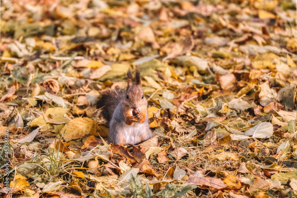 Cute fluffy squirrel chewing an acorn in autumnal public park. Cute rodent carries food to the hollow. Close up, selective focus. Wildlife in autumn forest. Sciurus vulgaris. Cute fluffy squirrel chewing an acorn in autumnal public park. Cute rodent carries food to the hollow. Close up, selective focus. Wildlife in autumn forest. Sciurus vulgaris.
