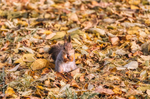 Cute fluffy squirrel chewing an acorn in autumnal public park. Cute rodent carries food to the hollow. Close up  selective focus. Wildlife in autumn forest. Sciurus vulgaris.